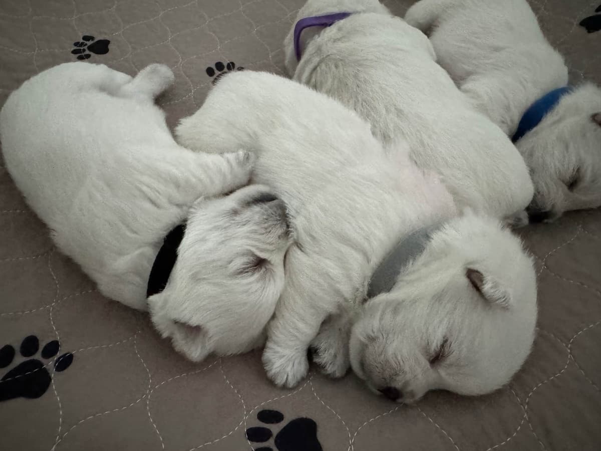 West Highland White Terrier Puppies breeder image 2