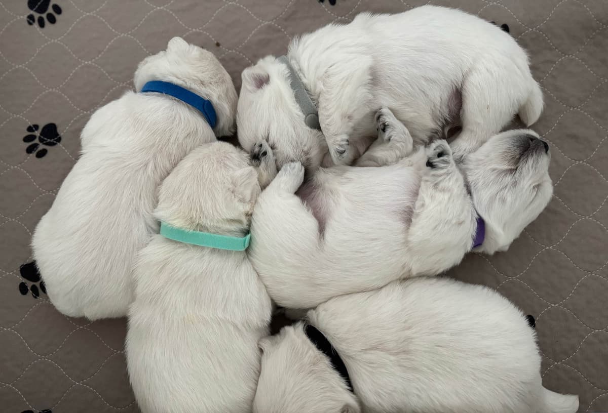 West Highland White Terrier Puppies breeder image 4