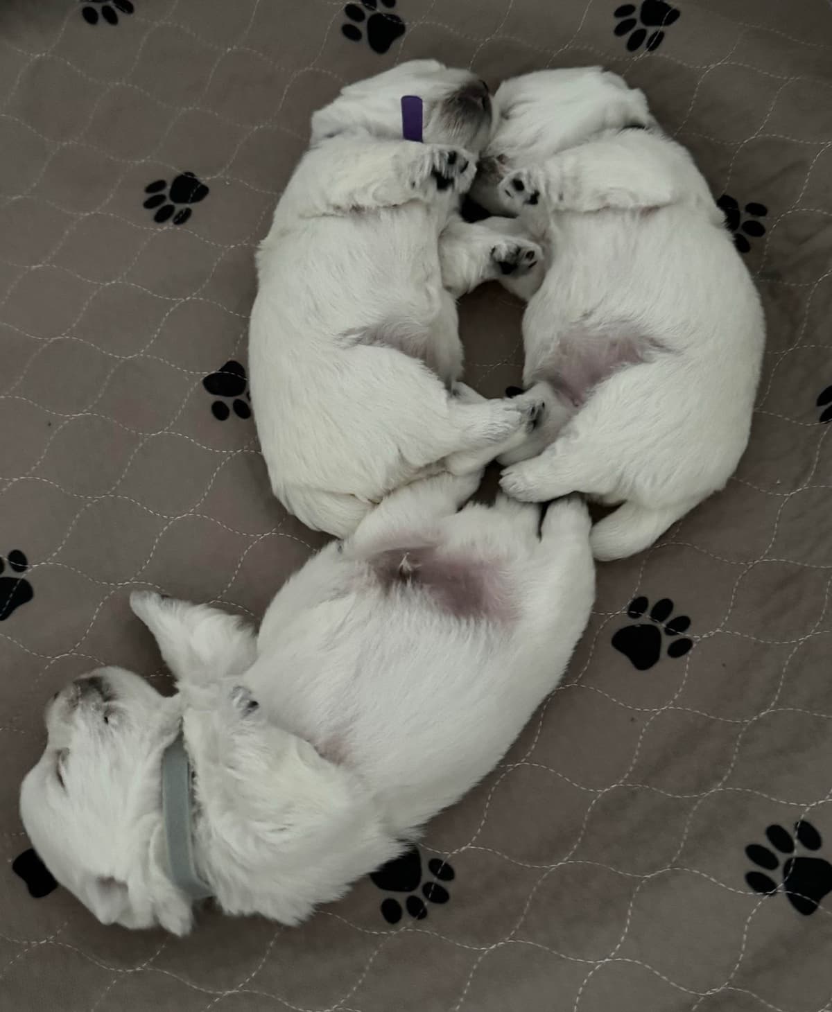 West Highland White Terrier Puppies breeder image 6