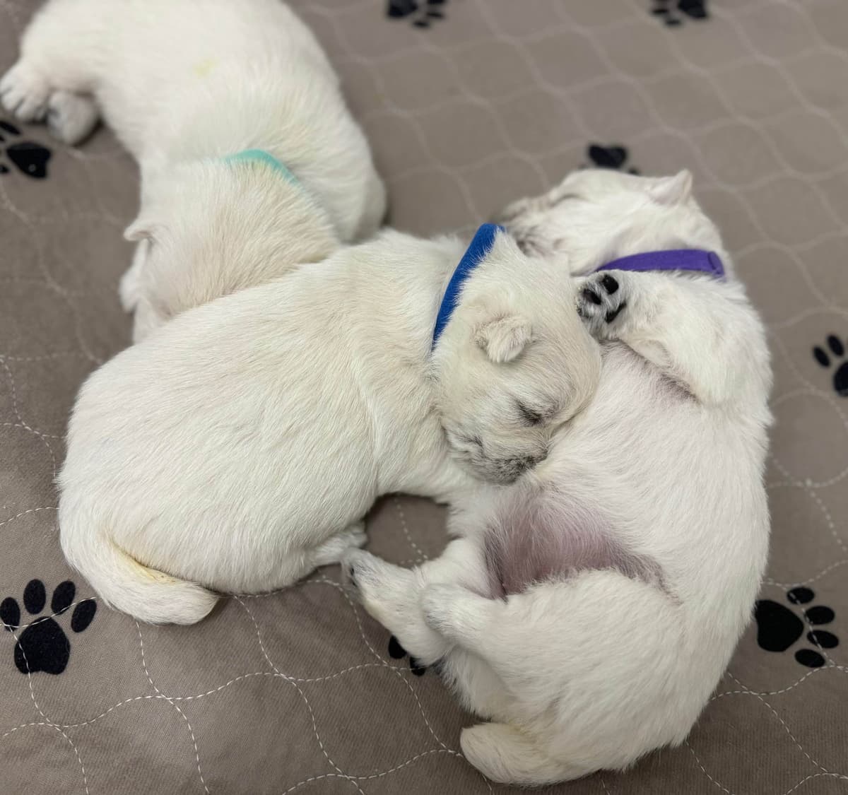 West Highland White Terrier Puppies breeder image 9