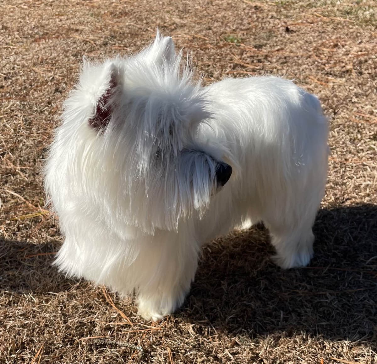West Highland White Terrier Puppies breeder image 10