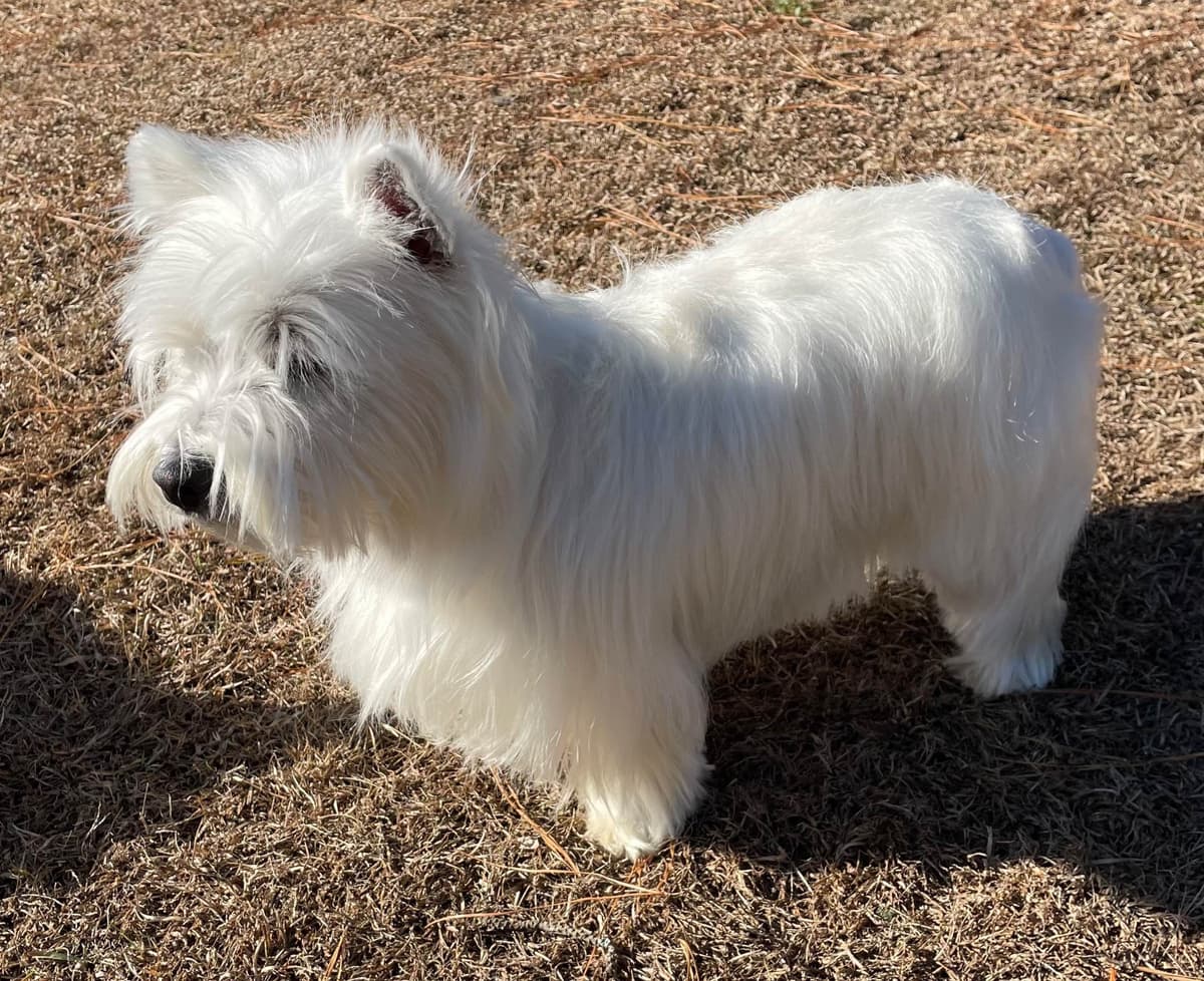 West Highland White Terrier Puppies breeder image 12