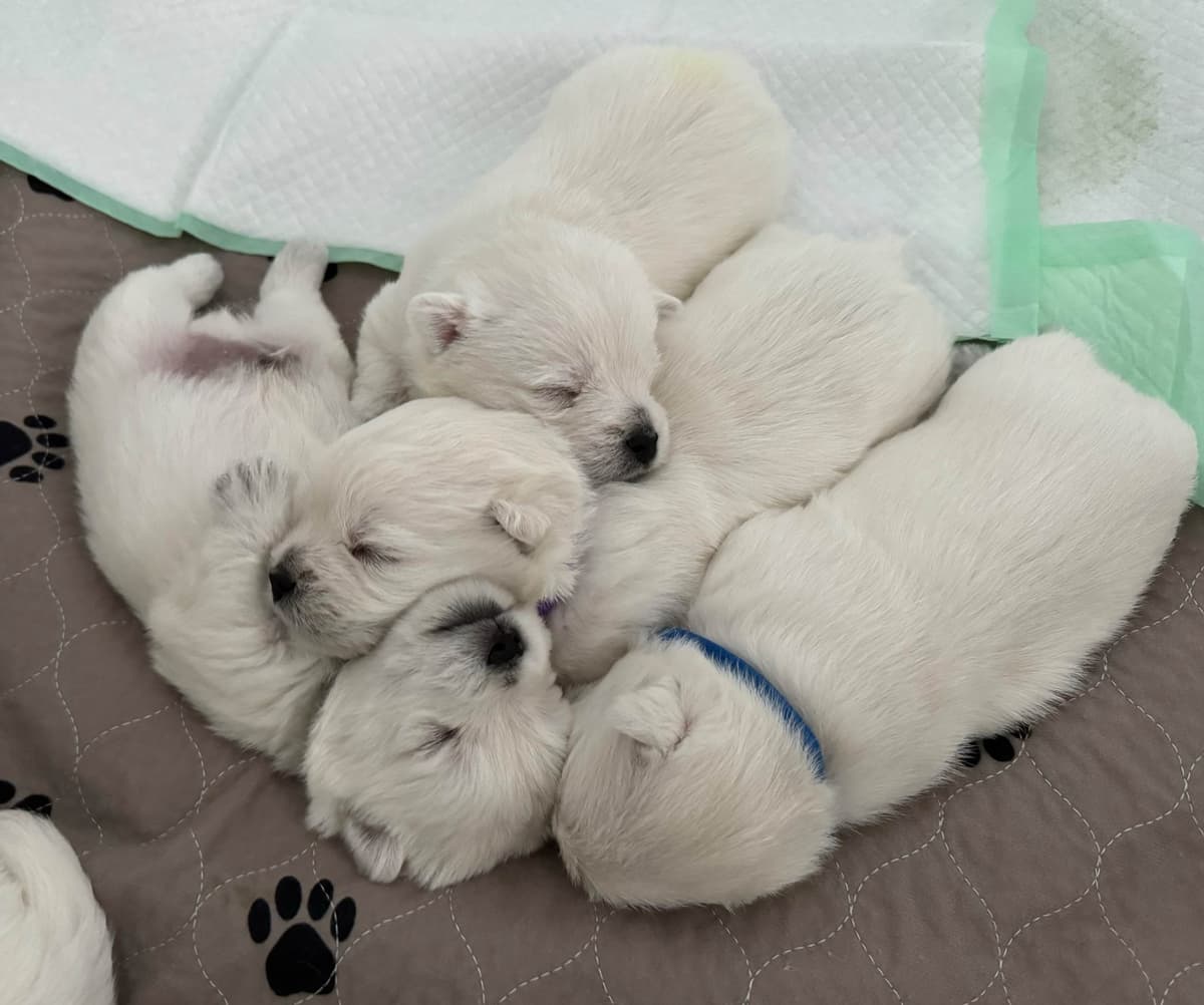 West Highland White Terrier Puppies breeder image 14