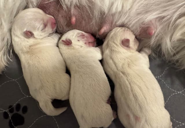 West Highland White Terrier Puppies media 4