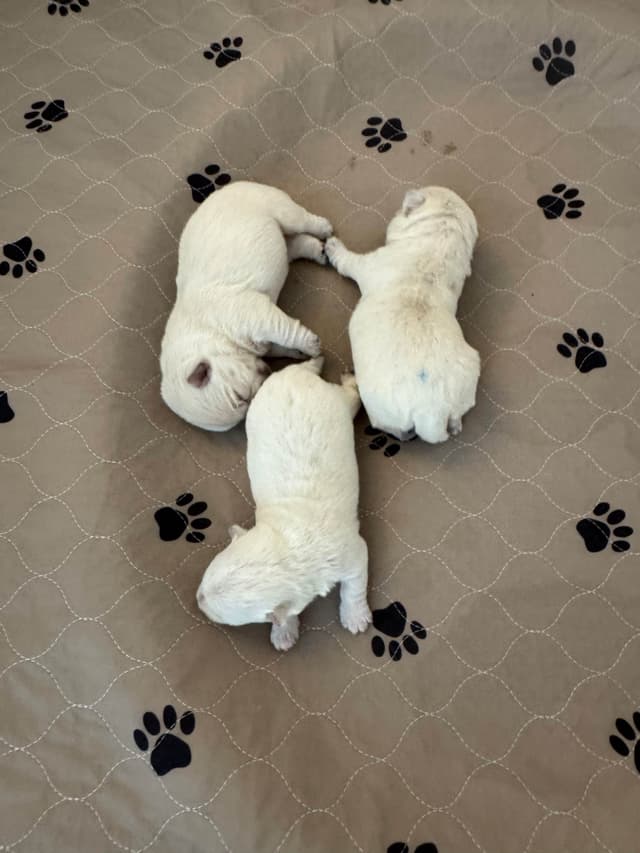 West Highland White Terrier Puppies media 7