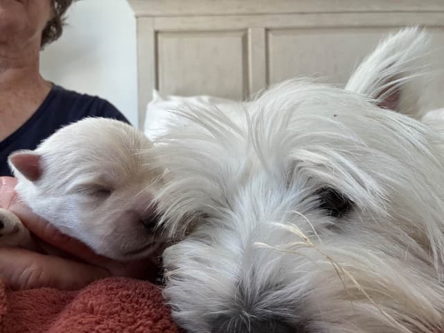 West Highland White Terrier Puppies media 5
