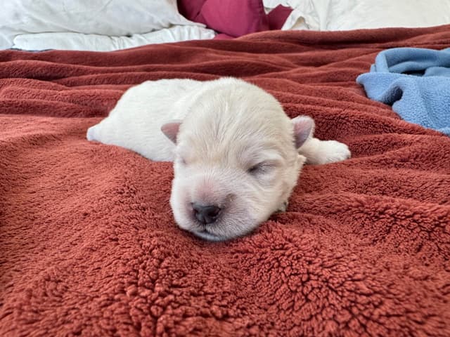 West Highland White Terrier Puppies media 6