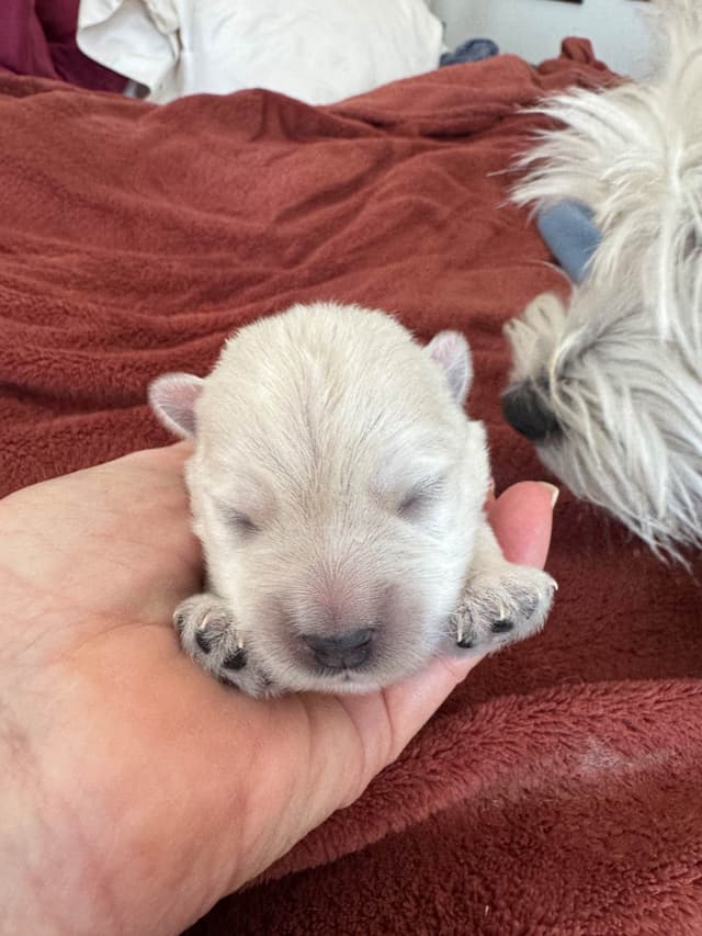 West Highland White Terrier Puppies media 10