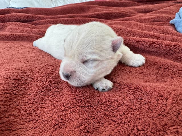 West Highland White Terrier Puppies media 9