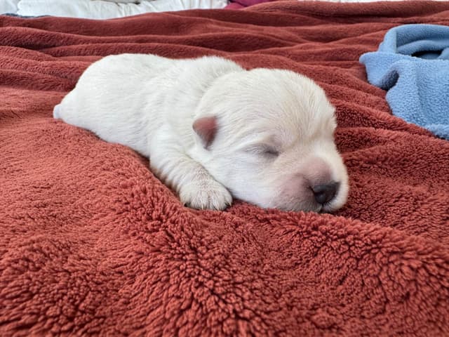 West Highland White Terrier Puppies media 8