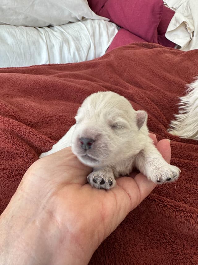 West Highland White Terrier Puppies media 12