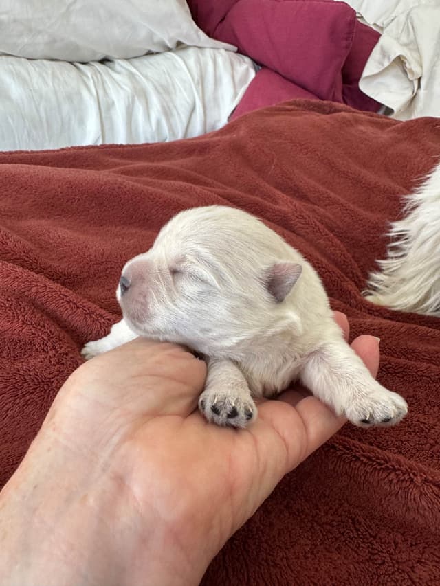 West Highland White Terrier Puppies media 11