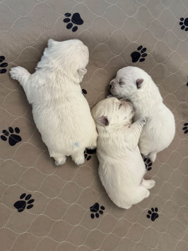 West Highland White Terrier Puppies media 3