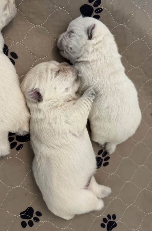 West Highland White Terrier Puppies media 2