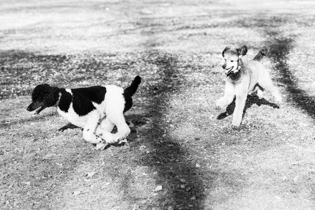 Parti Poodle Puppies breeder image 3