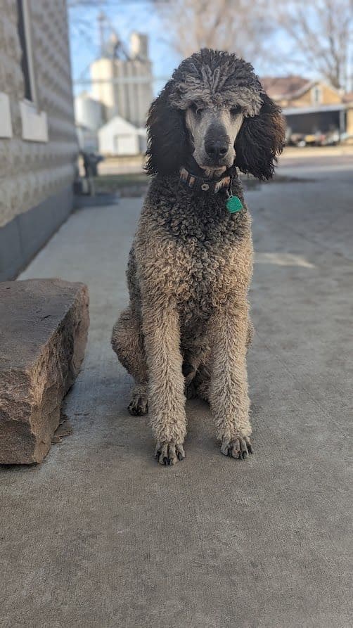 Parti Poodle Puppies breeder image 4