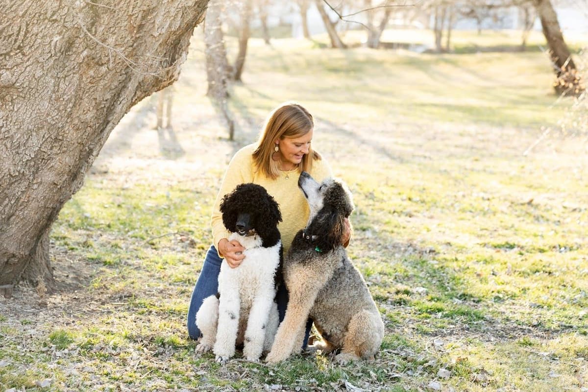 Parti Poodle Puppies breeder image 6