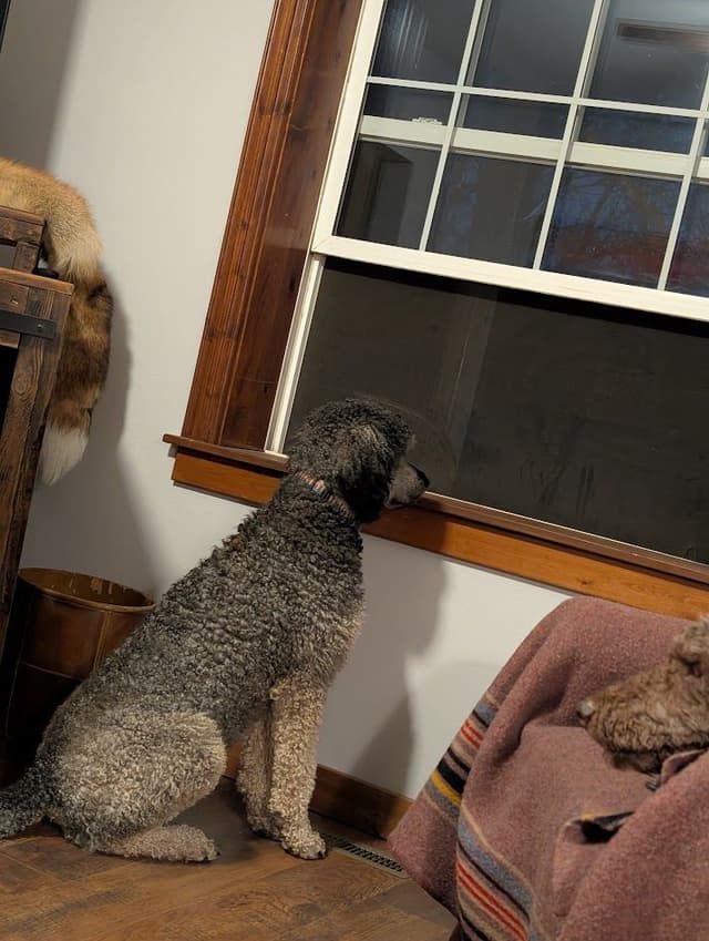 Parti Poodle Puppies media 4