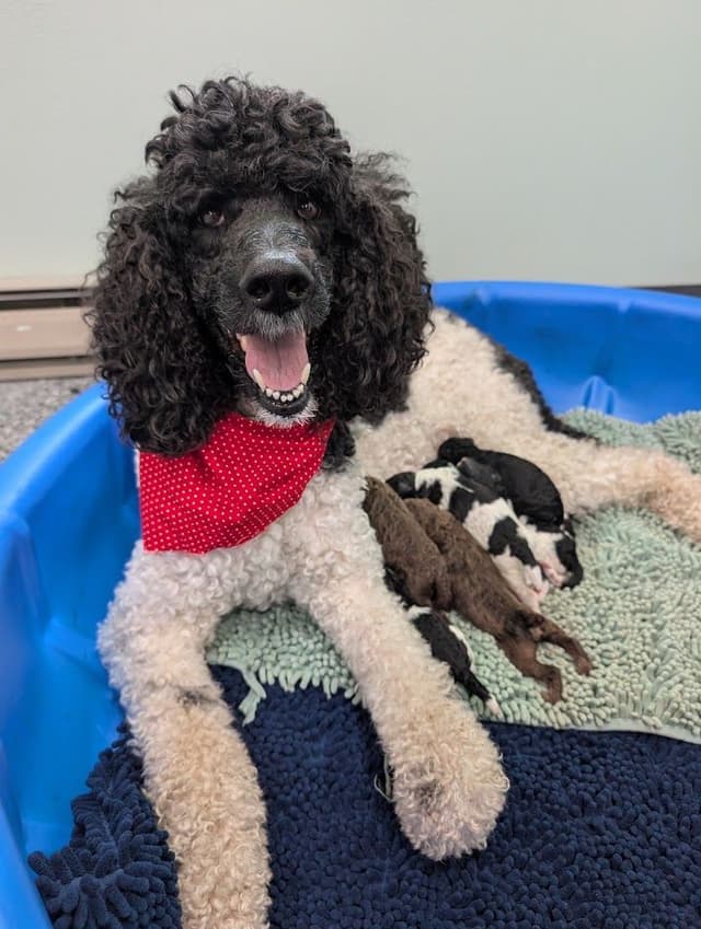 Parti Poodle Puppies media 6