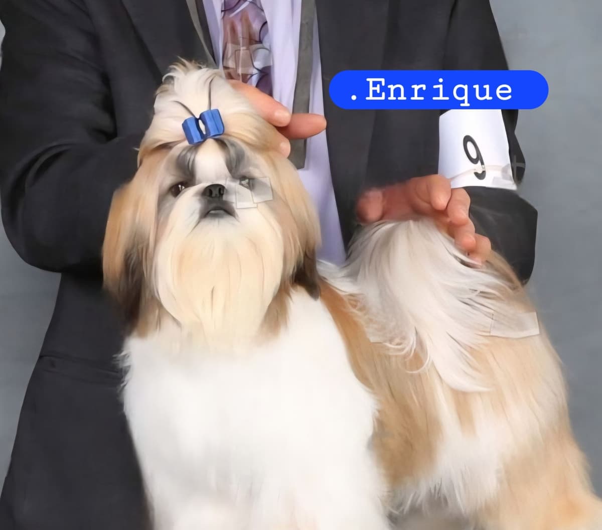 AKC Champion Bred Shih Tzu Price Reduced breeder image 2