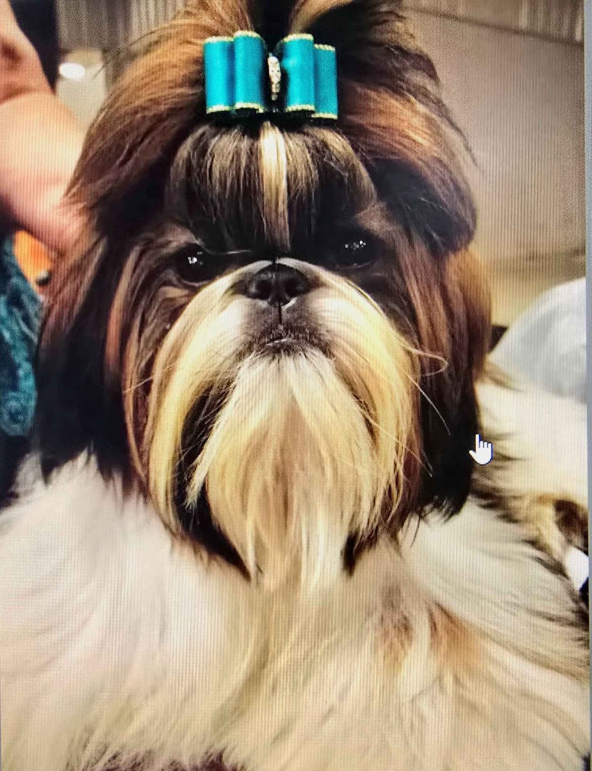 AKC Champion Bred Shih Tzu Price Reduced breeder image 3