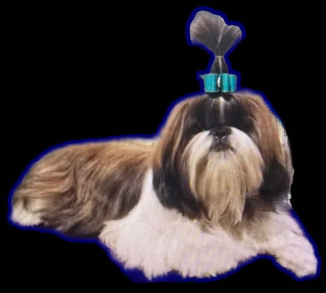 AKC Champion Bred Shih Tzu Price Reduced media 2