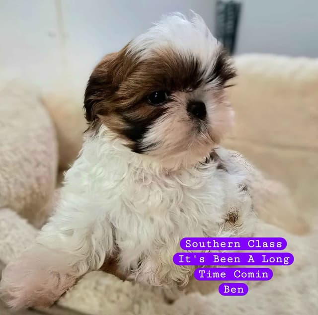 AKC Champion Bred Shih Tzu Price Reduced media 3