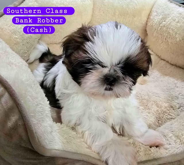 AKC Champion Bred Shih Tzu Price Reduced media 4