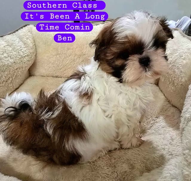 AKC Champion Bred Shih Tzu Price Reduced media 5