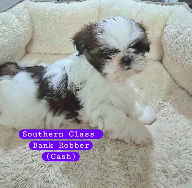 AKC Champion Bred Shih Tzu Price Reduced media 6