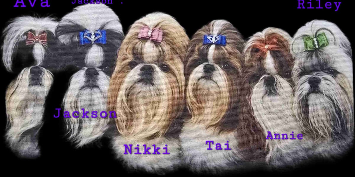 AKC Champion Bred Shih Tzu Price Reduced breeder image 1