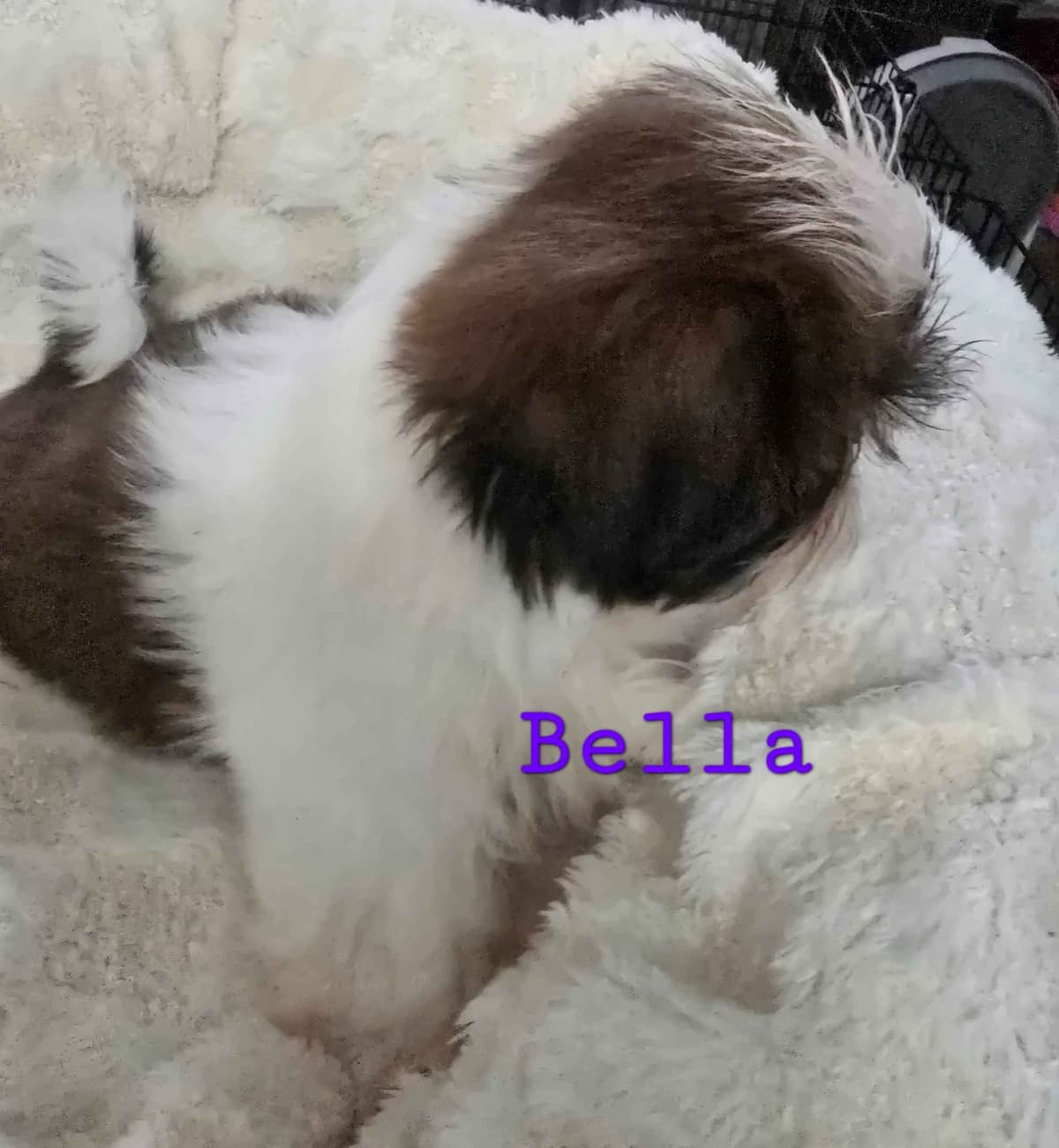 AKC Champion Bred Shih Tzu Price Reduced breeder image 4