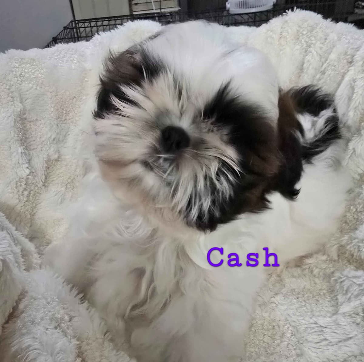 AKC Champion Bred Shih Tzu Price Reduced breeder image 8
