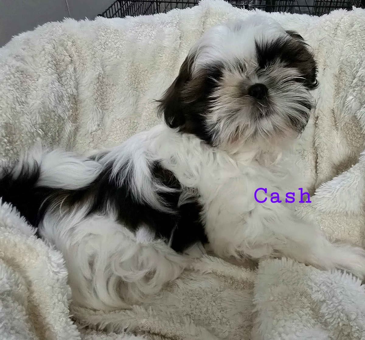 AKC Champion Bred Shih Tzu Price Reduced breeder image 9