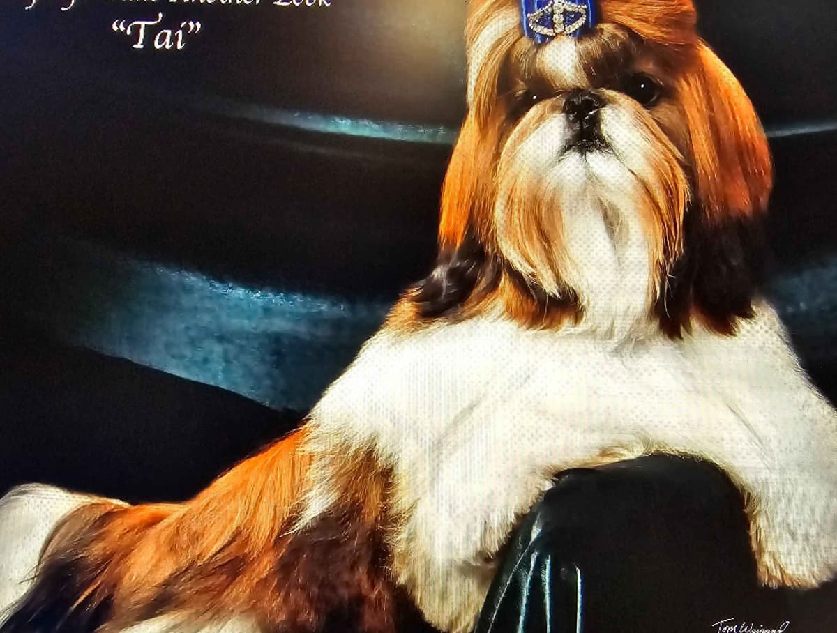 AKC Champion Bred Shih Tzu Price Reduced breeder image 10