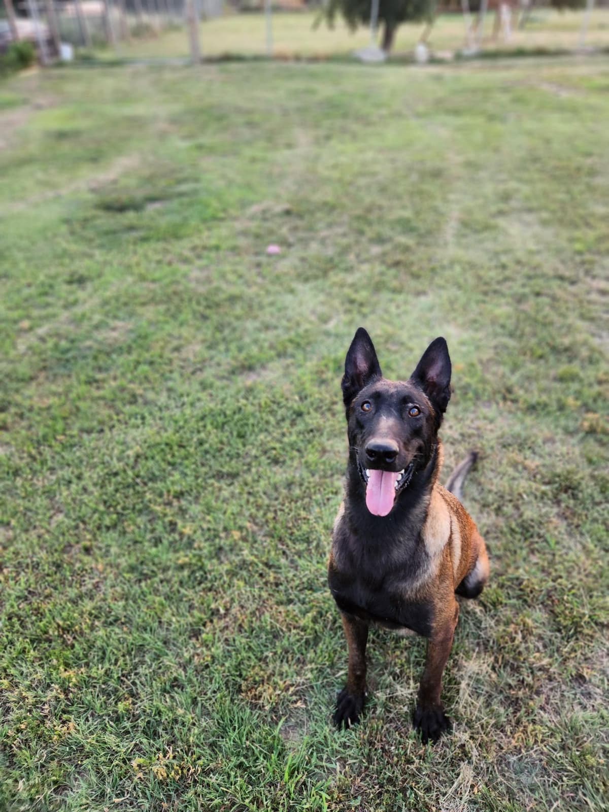 Belgian Malinois Puppies breeder image 1