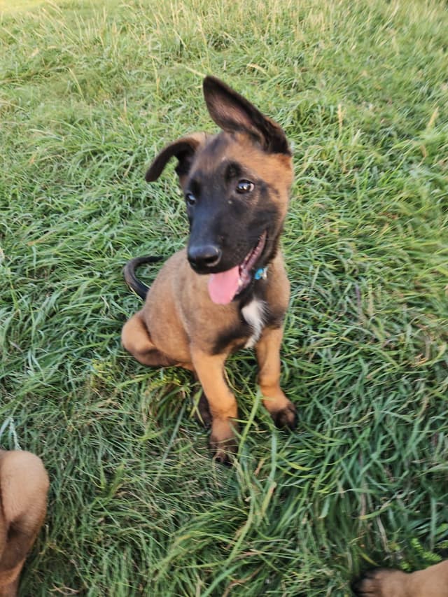 Belgian Malinois Puppies media 2