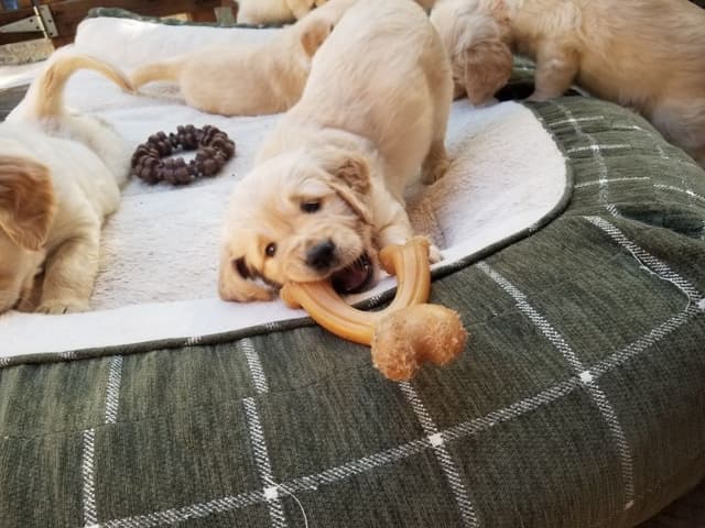 Golden Retriever Puppies media 3