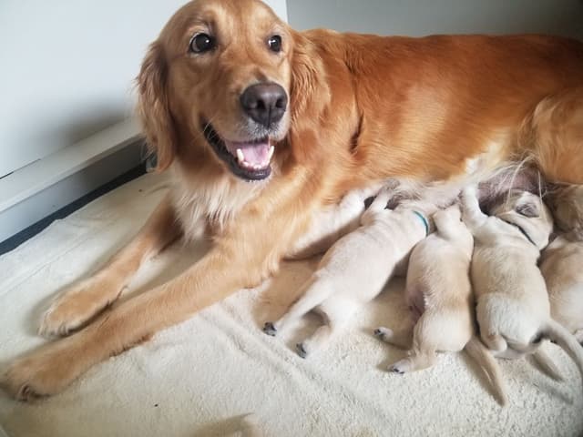 Golden Retriever Puppies media 5