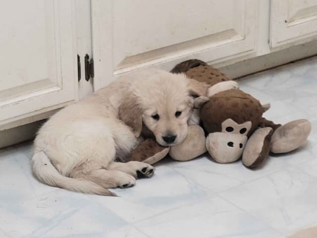 Golden Retriever Puppies media 7