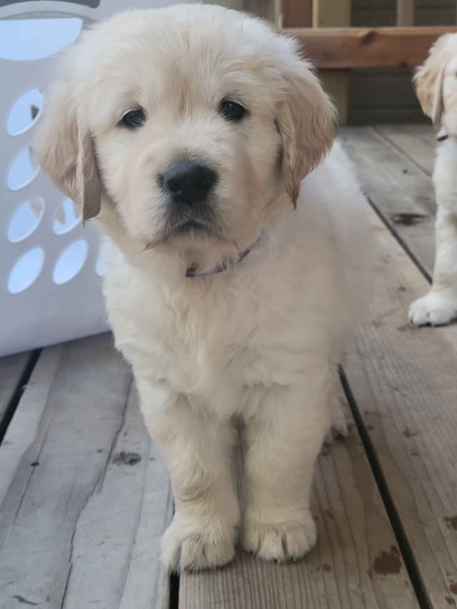 Golden Retriever Puppies media 11