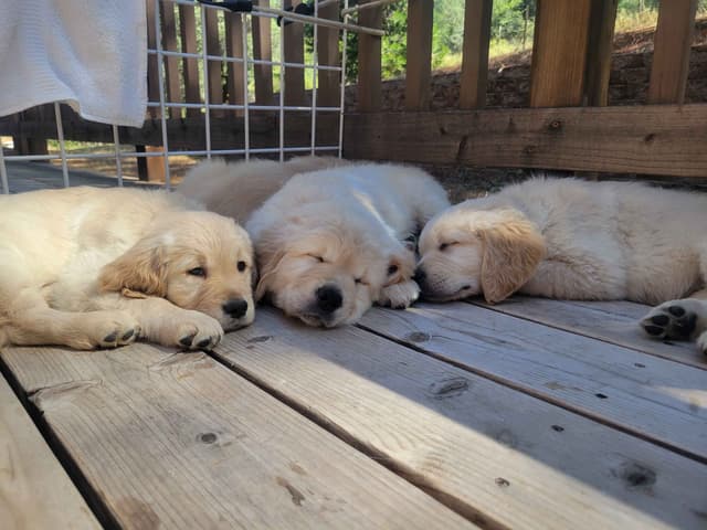 Golden Retriever Puppies media 12
