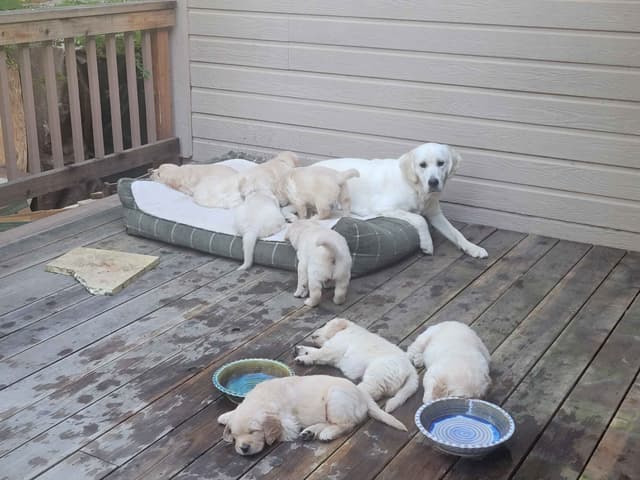 Golden Retriever Puppies media 8