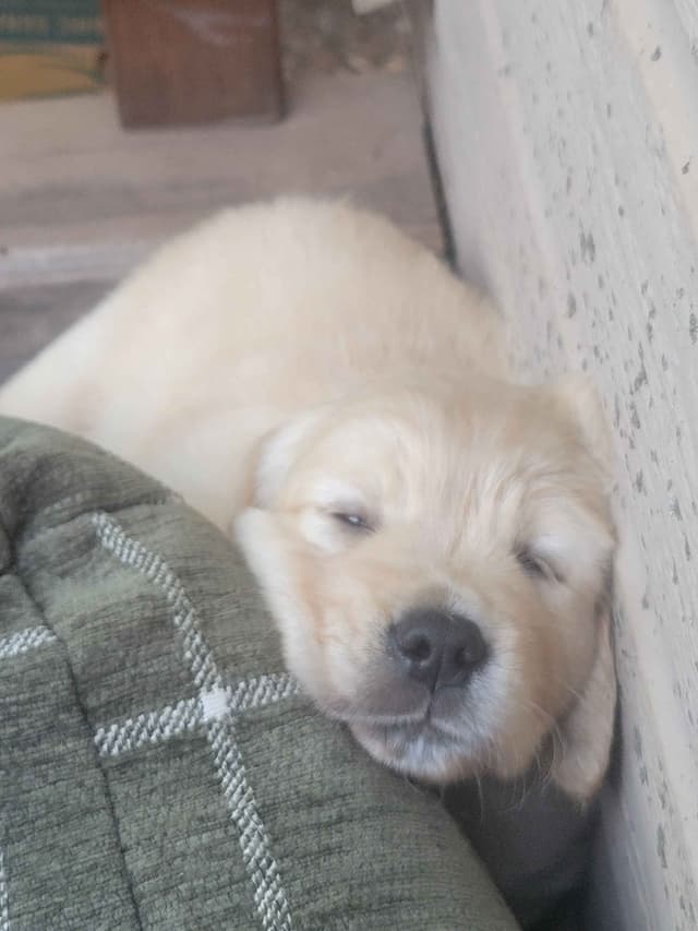 Golden Retriever Puppies media 9