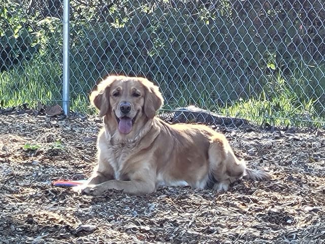 Golden Retriever Puppies media 13