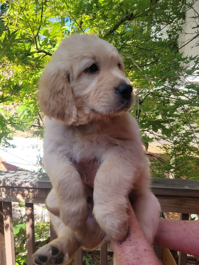 Golden Retriever Puppies media 14