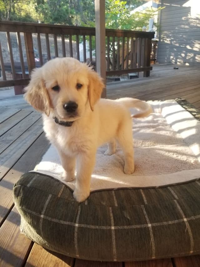 Golden Retriever Puppies media 15