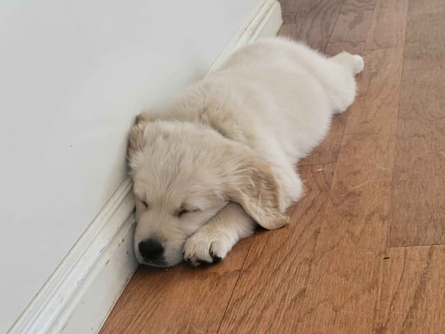 Golden Retriever Puppies media 16