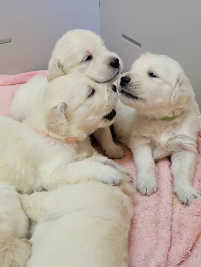English Cream Golden Retriever Puppies media 2