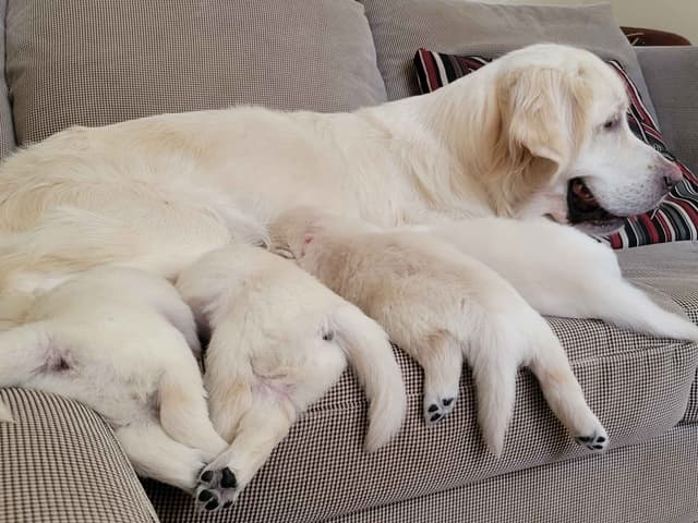 English Cream Golden Retriever Puppies media 4